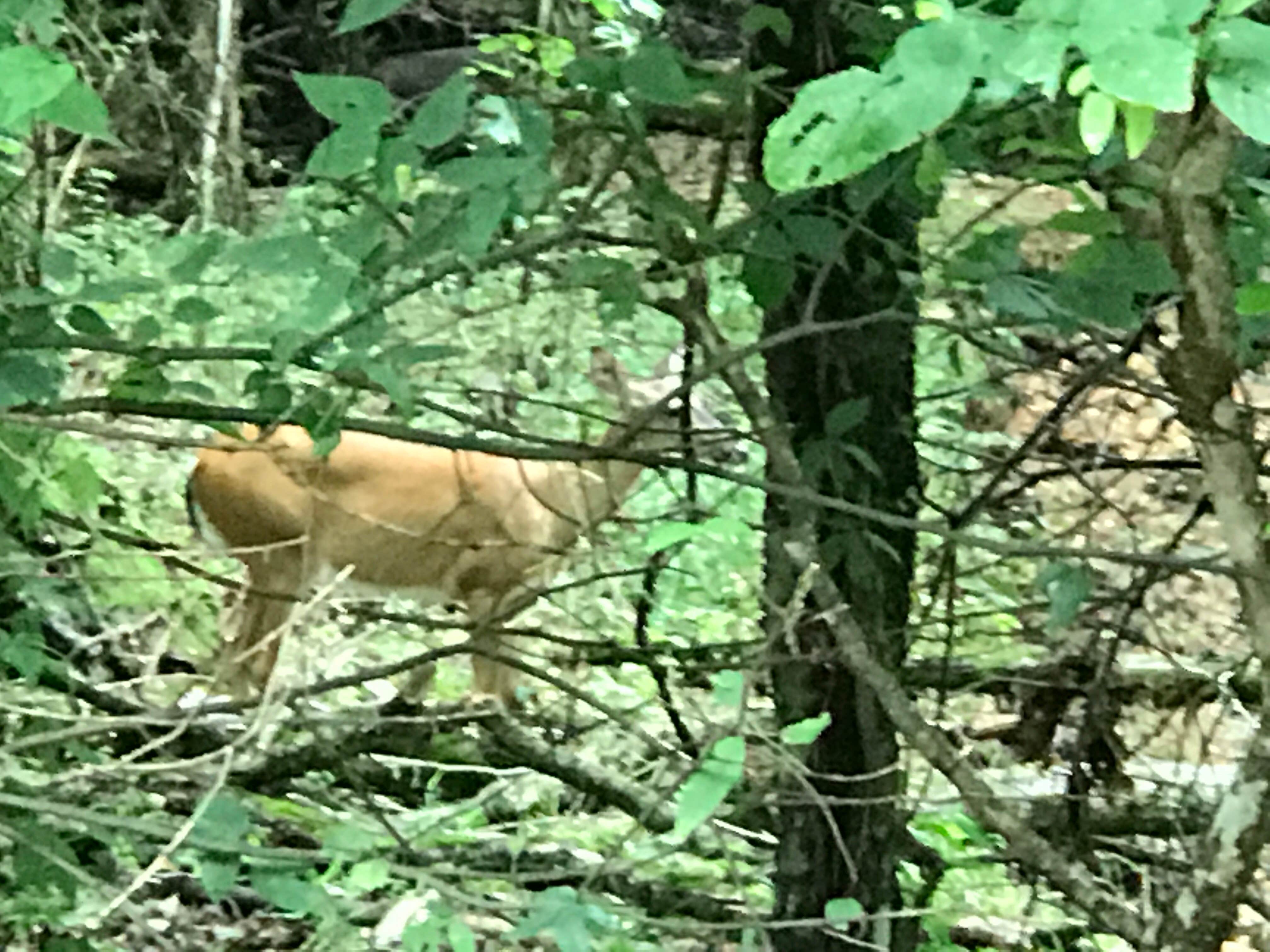 Camper-submitted photo at Gaston's White River Resort Cabins near Lakeview, AR