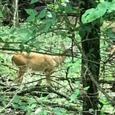 Review photo of Gaston's White River Resort Cabins by Thomas T., July 6, 2017