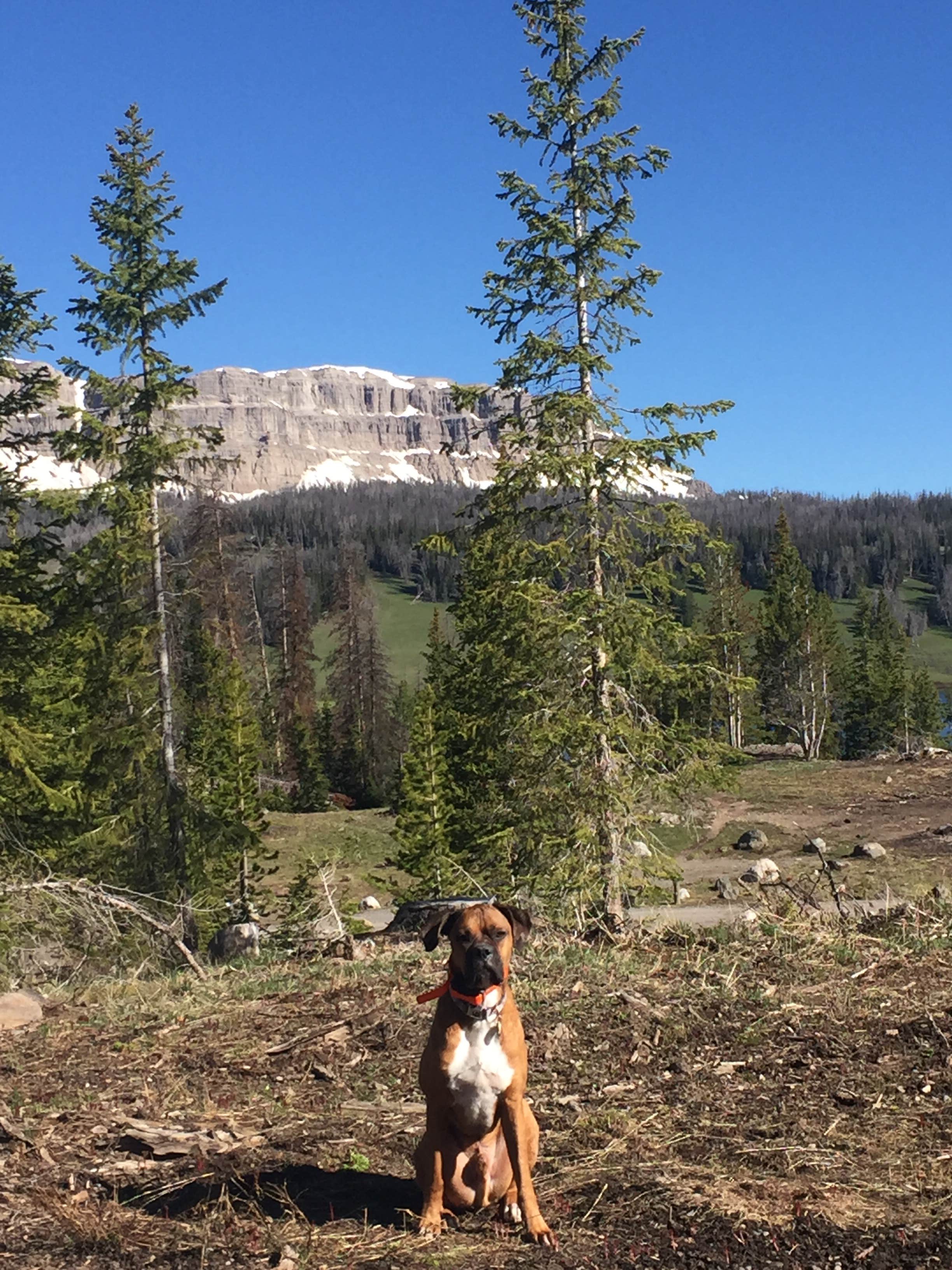 Camper submitted image from Brooks Lake Campground - 1