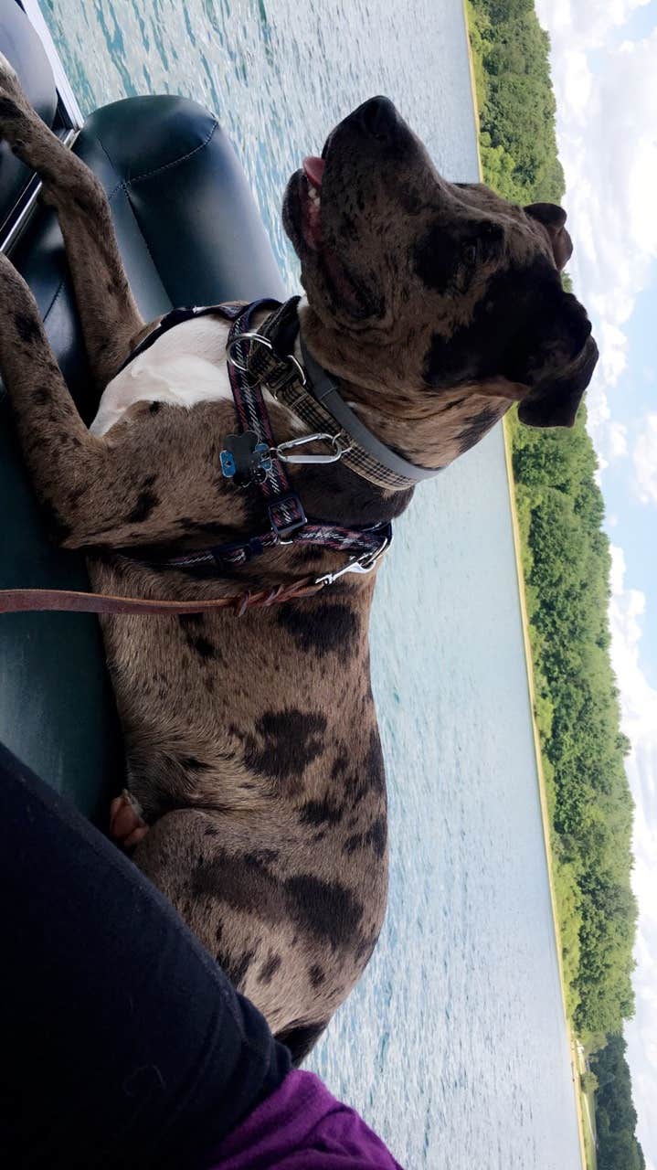 Sarah L.'s photo of camping with pets at Codorus State Park Campground near Parkton, MD