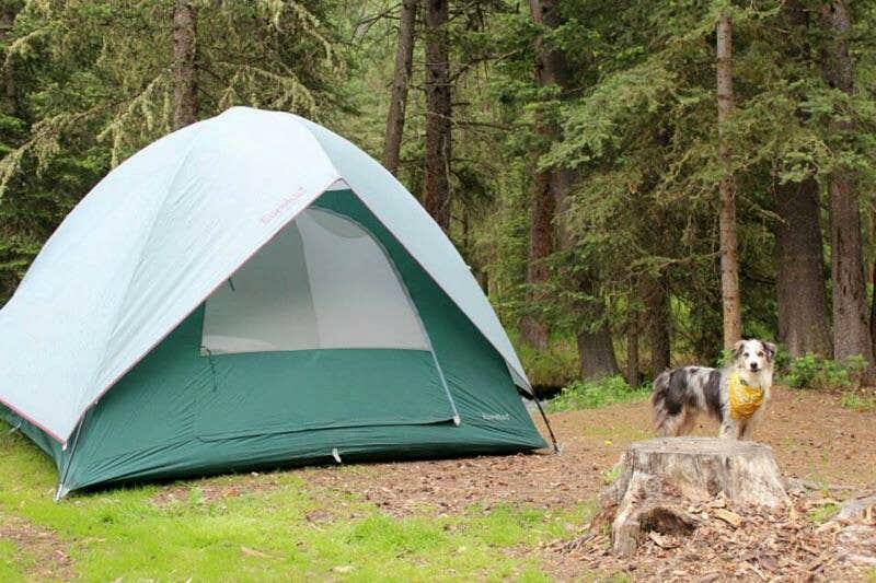 Brad T.'s photo of camping with pets at Potosi Campground near Ennis, MT