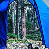 Review photo of Wawona Campground — Yosemite National Park by Rebekah S., July 7, 2017
