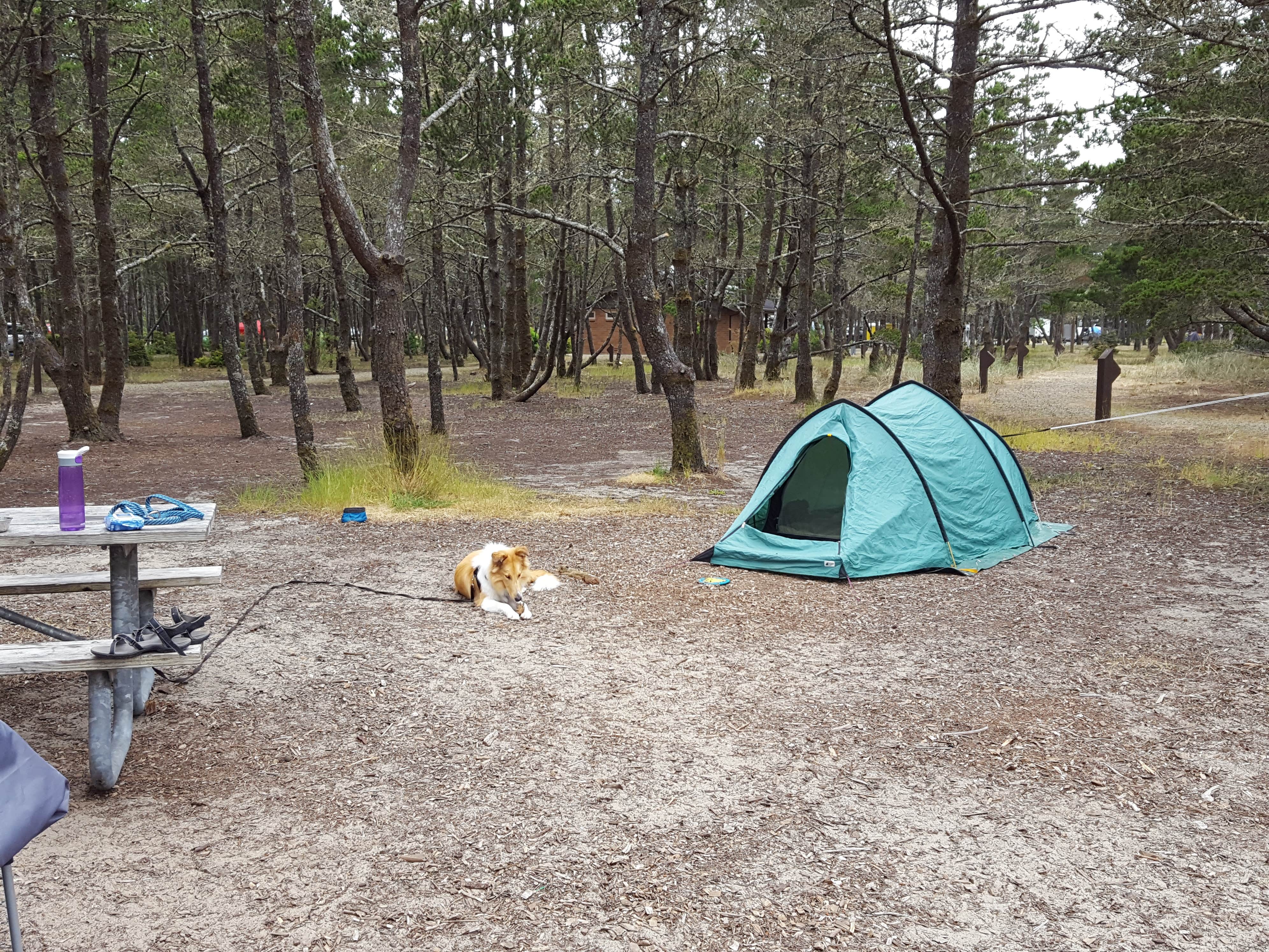 Camper submitted image from South Beach State Park Campground - 4