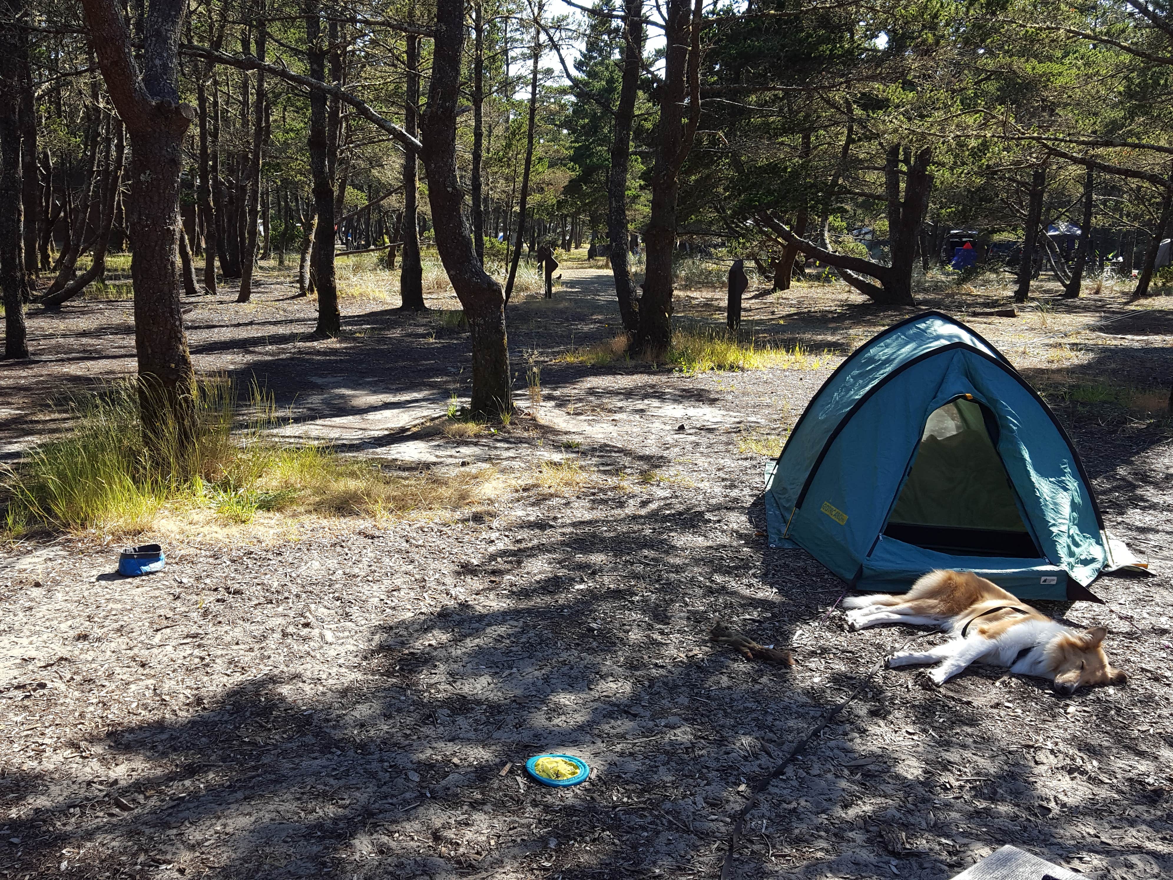 Camper submitted image from South Beach State Park Campground - 2