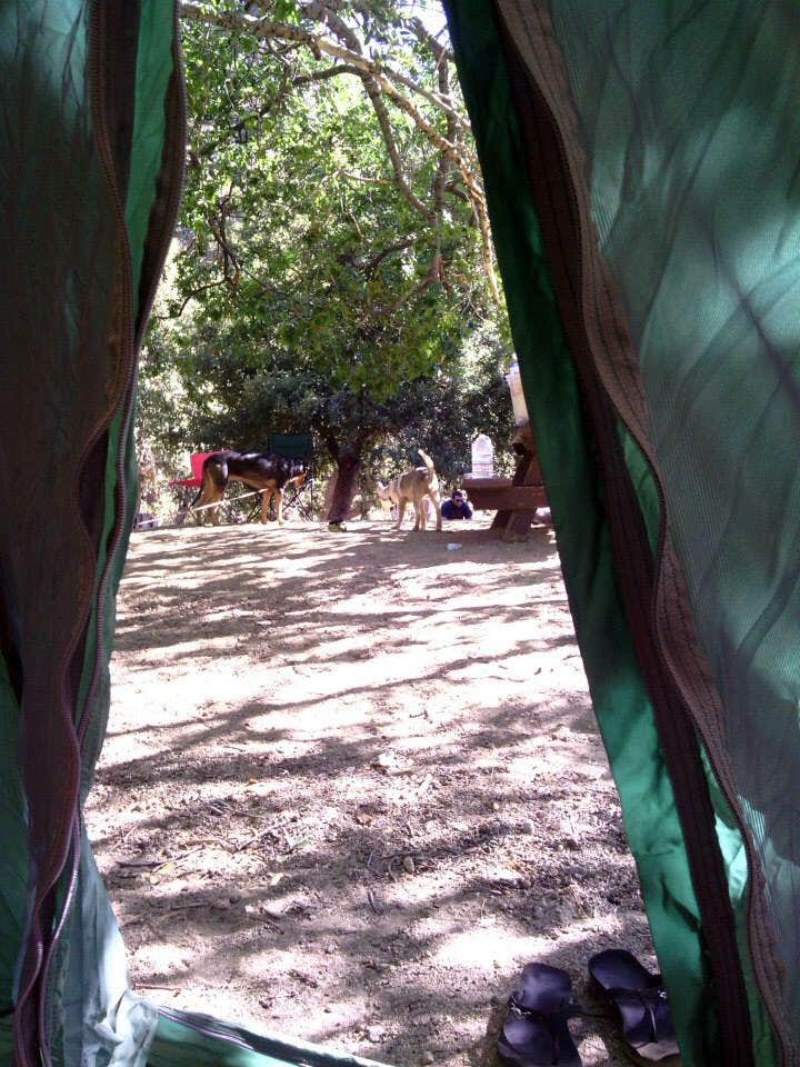 Camping near Cabin Flat Trail Campground - CLOSED: Peavine Campground — Angeles National Forest, Wrightwood, California