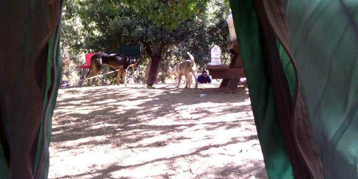 Camper submitted image from Peavine Campground — Angeles National Forest