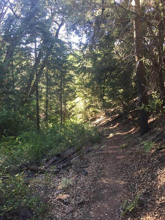 Camper submitted image from Palomar Mountain State Park Campground - 2