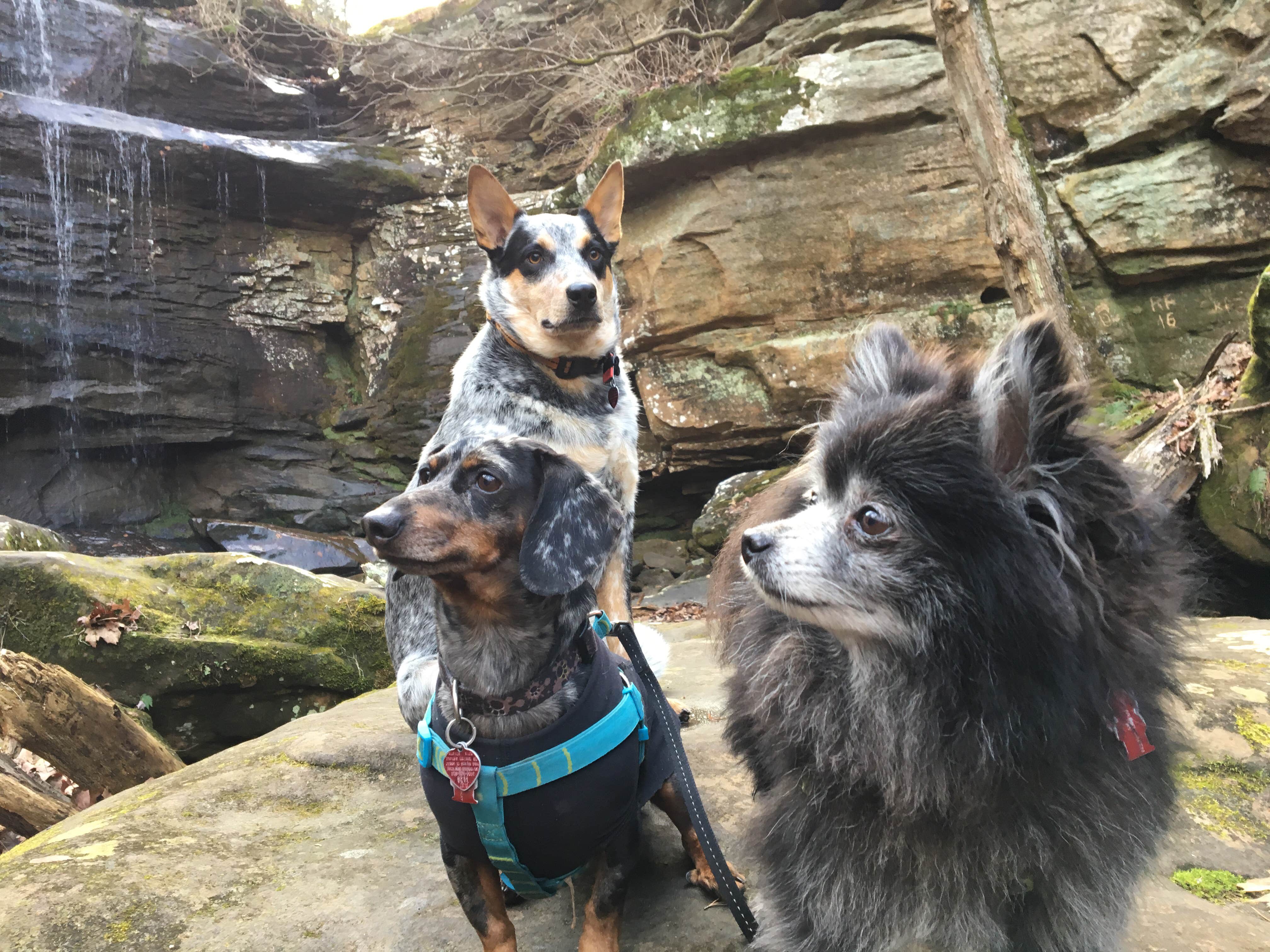 Shelly S.'s photo of camping with pets at Pharoah - Garden of the Gods Rec Area Campground near McLeansboro, IL