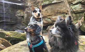 Shelly S.'s photo of camping with pets at Pharoah - Garden of the Gods Rec Area Campground near Herod, IL