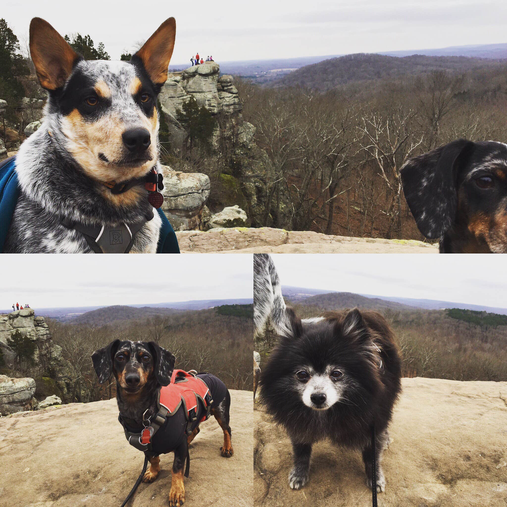 Shelly S.'s photo of camping with pets at Pharoah - Garden of the Gods Rec Area Campground near Mount Vernon, IN
