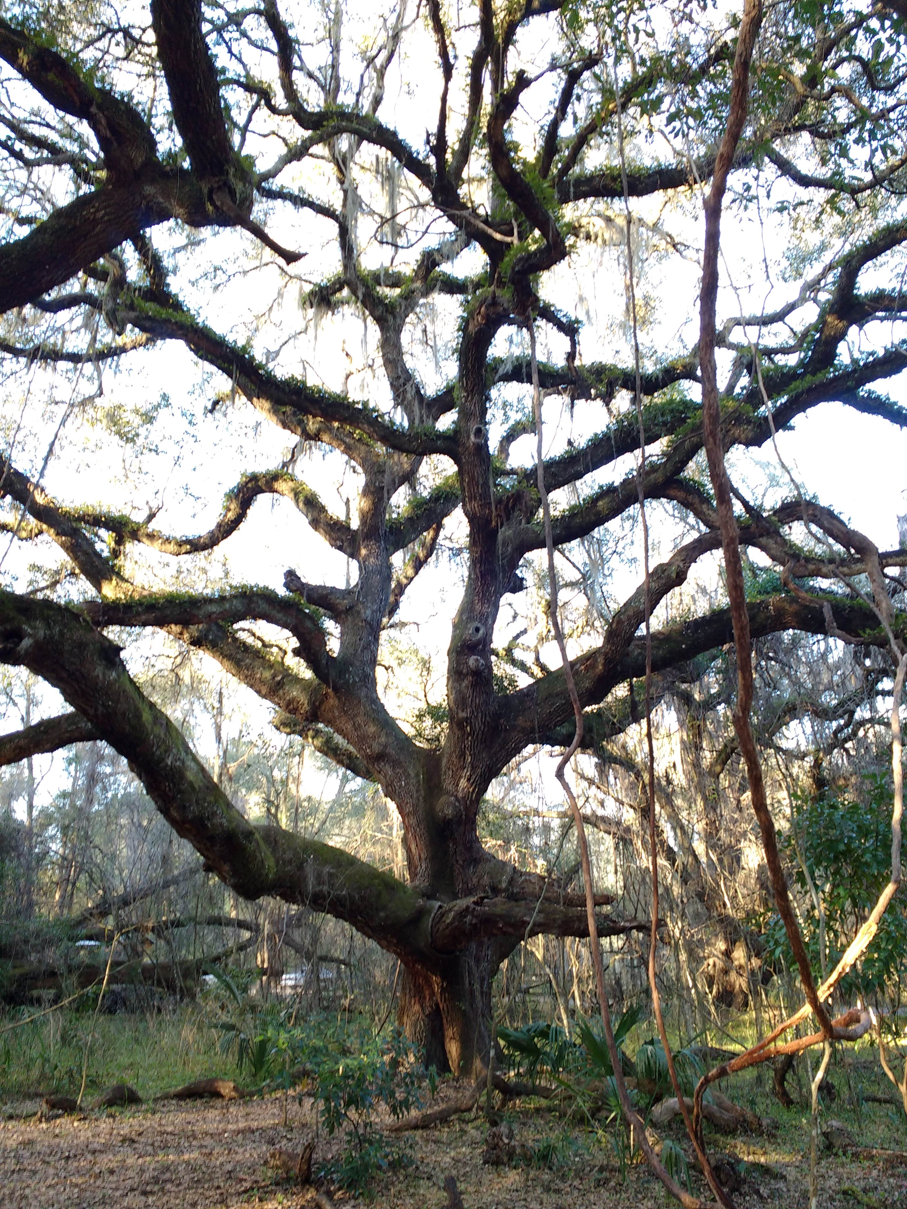 Camper submitted image from Paynes Prairie Preserve State Park Campground - 2
