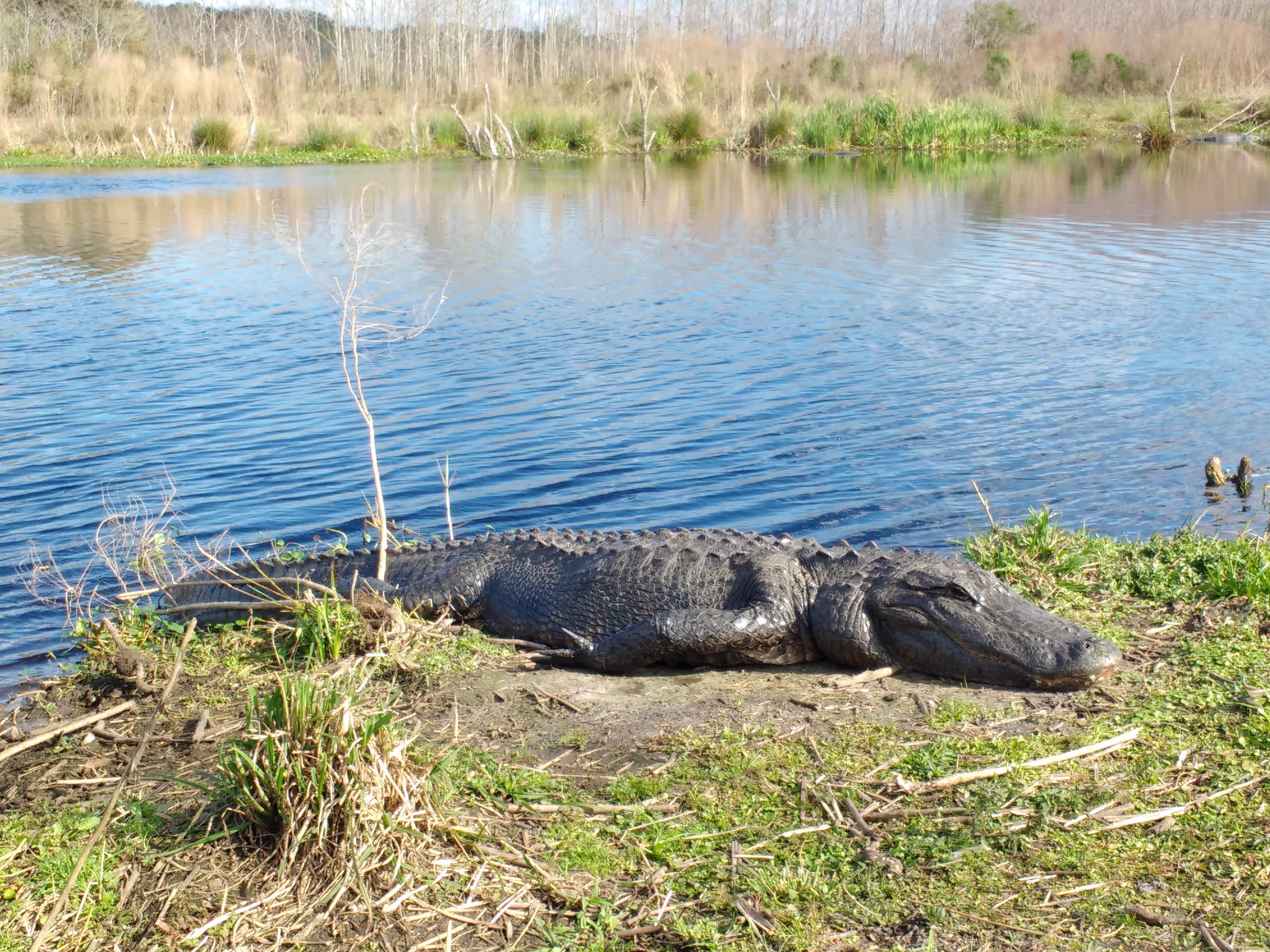 Camper submitted image from Paynes Prairie Preserve State Park Campground - 3