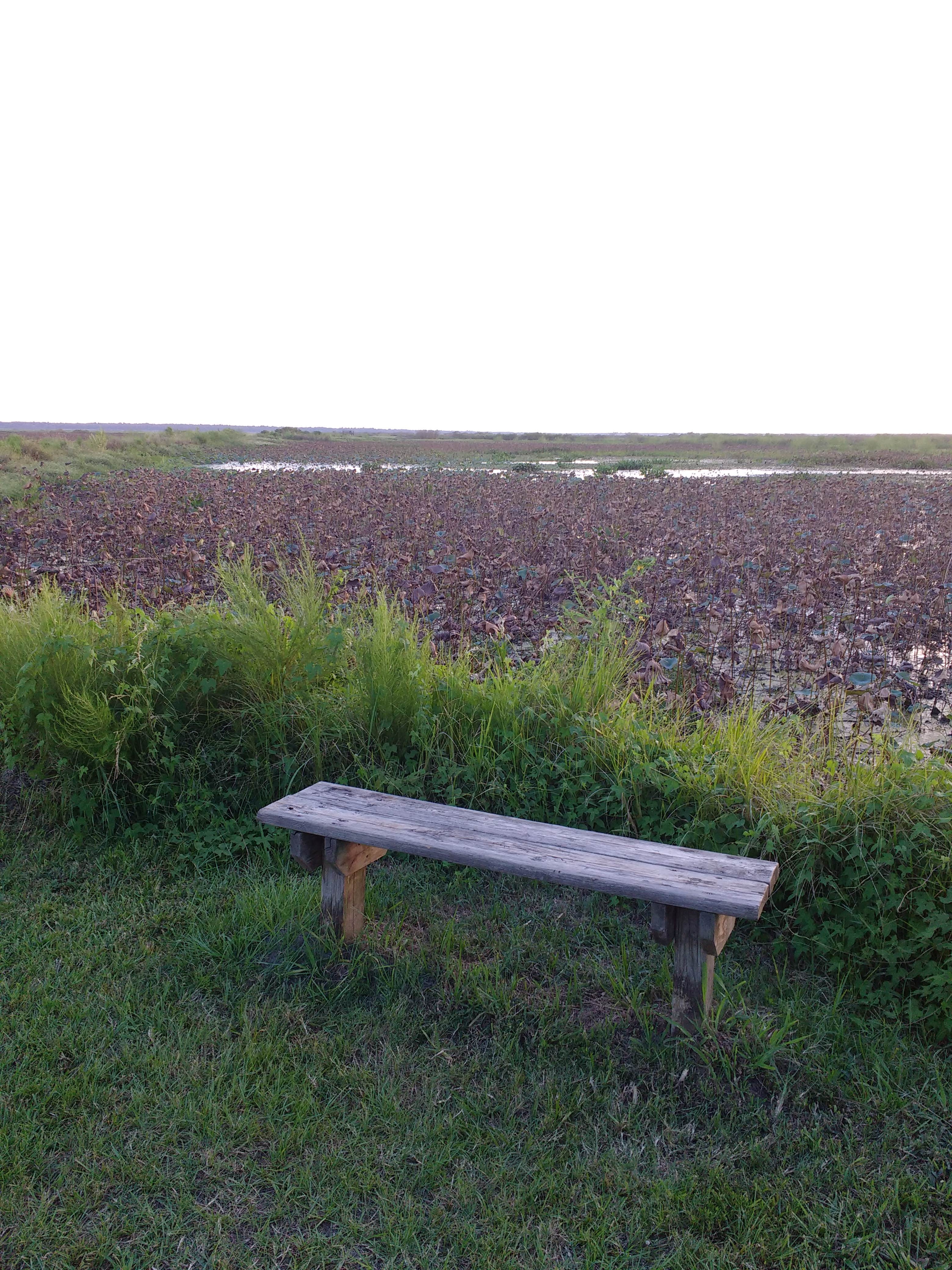 Camper submitted image from Paynes Prairie Preserve State Park Campground - 3