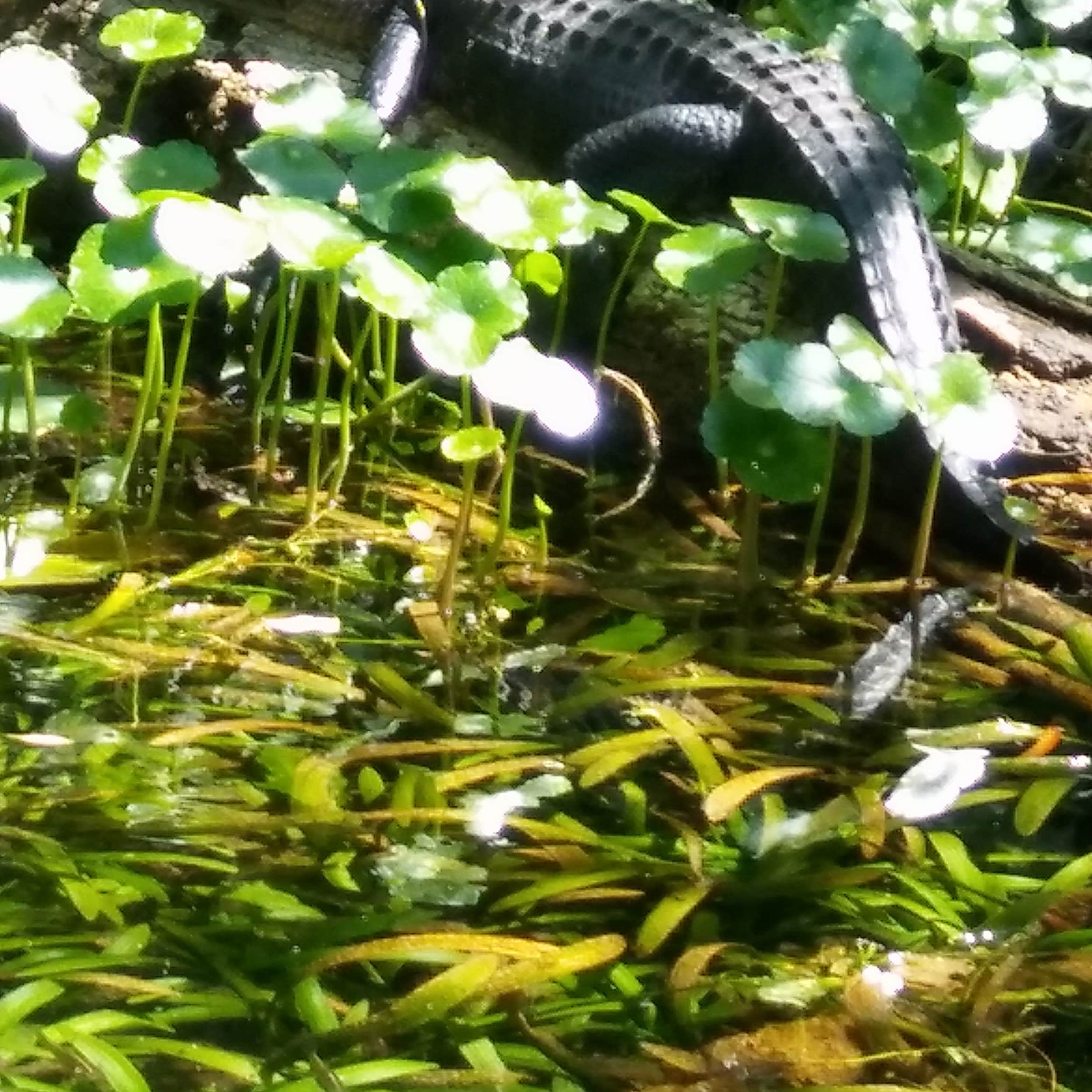 Gores Landing Camping The Dyrt