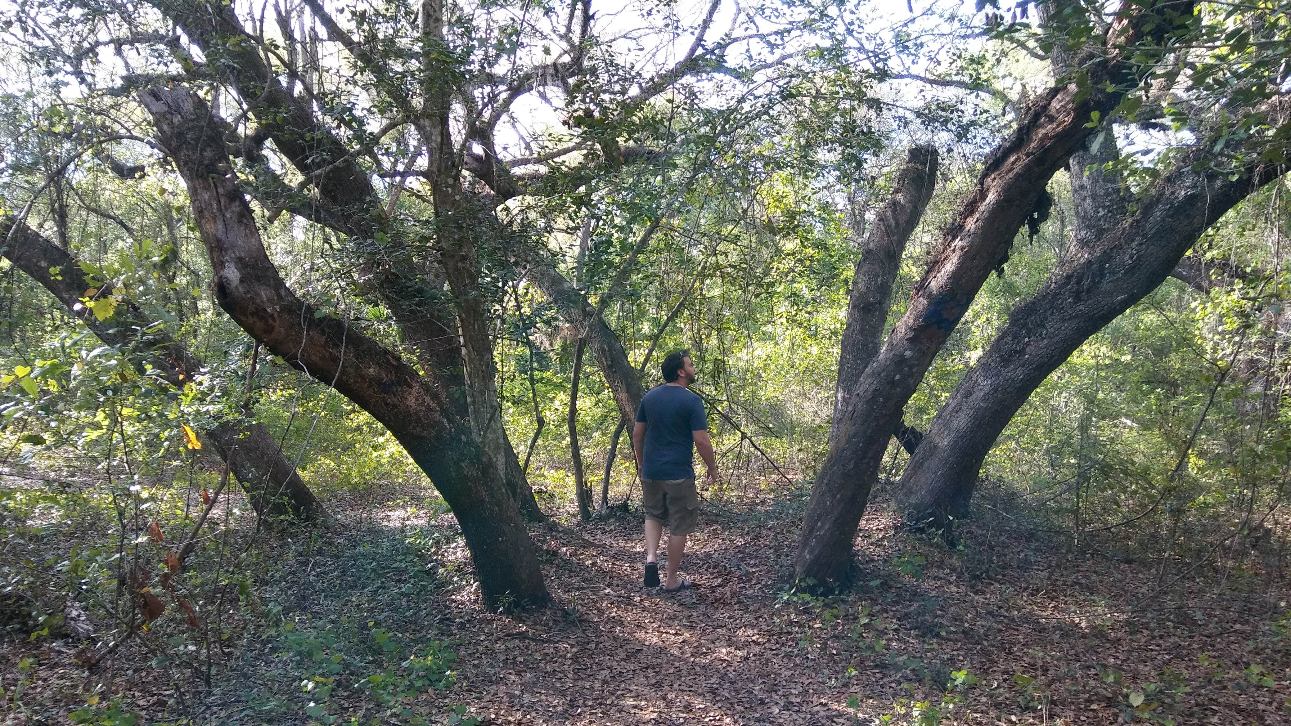 Camper submitted image from Juniper Springs Rec Area - Tropical Camp Area - 4