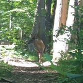 Review photo of Mills Norrie State Park Campground by Michael G., July 8, 2017