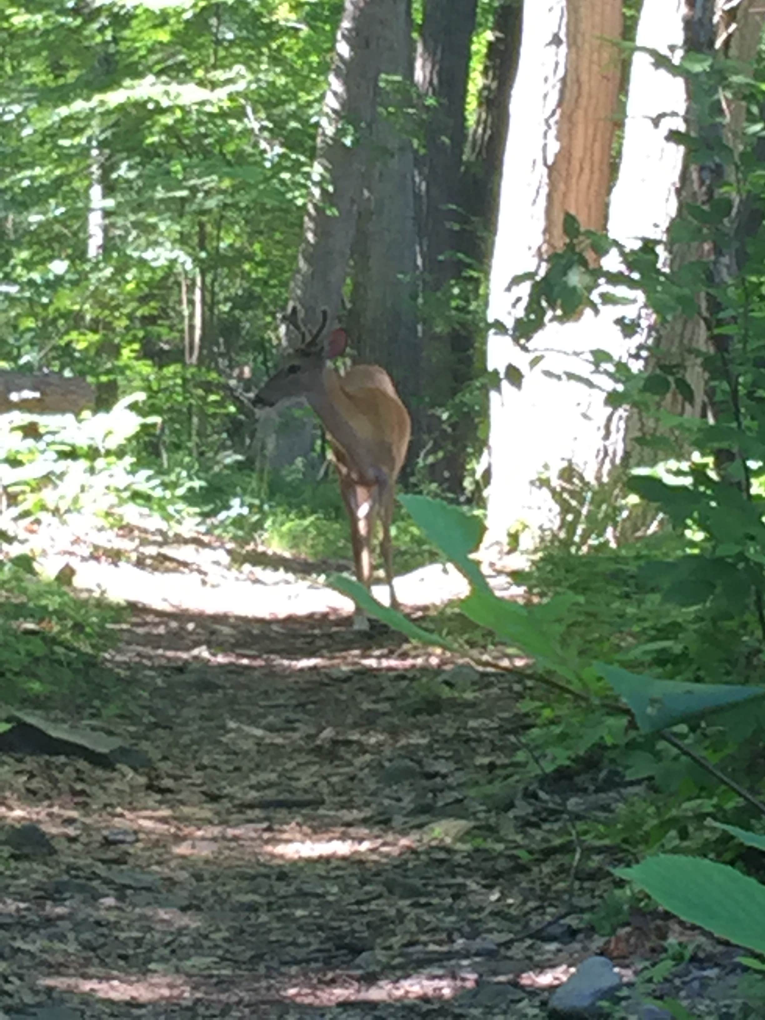 Camper submitted image from Mills Norrie State Park Campground - 1