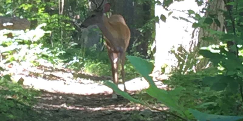 Camper submitted image from Mills Norrie State Park Campground