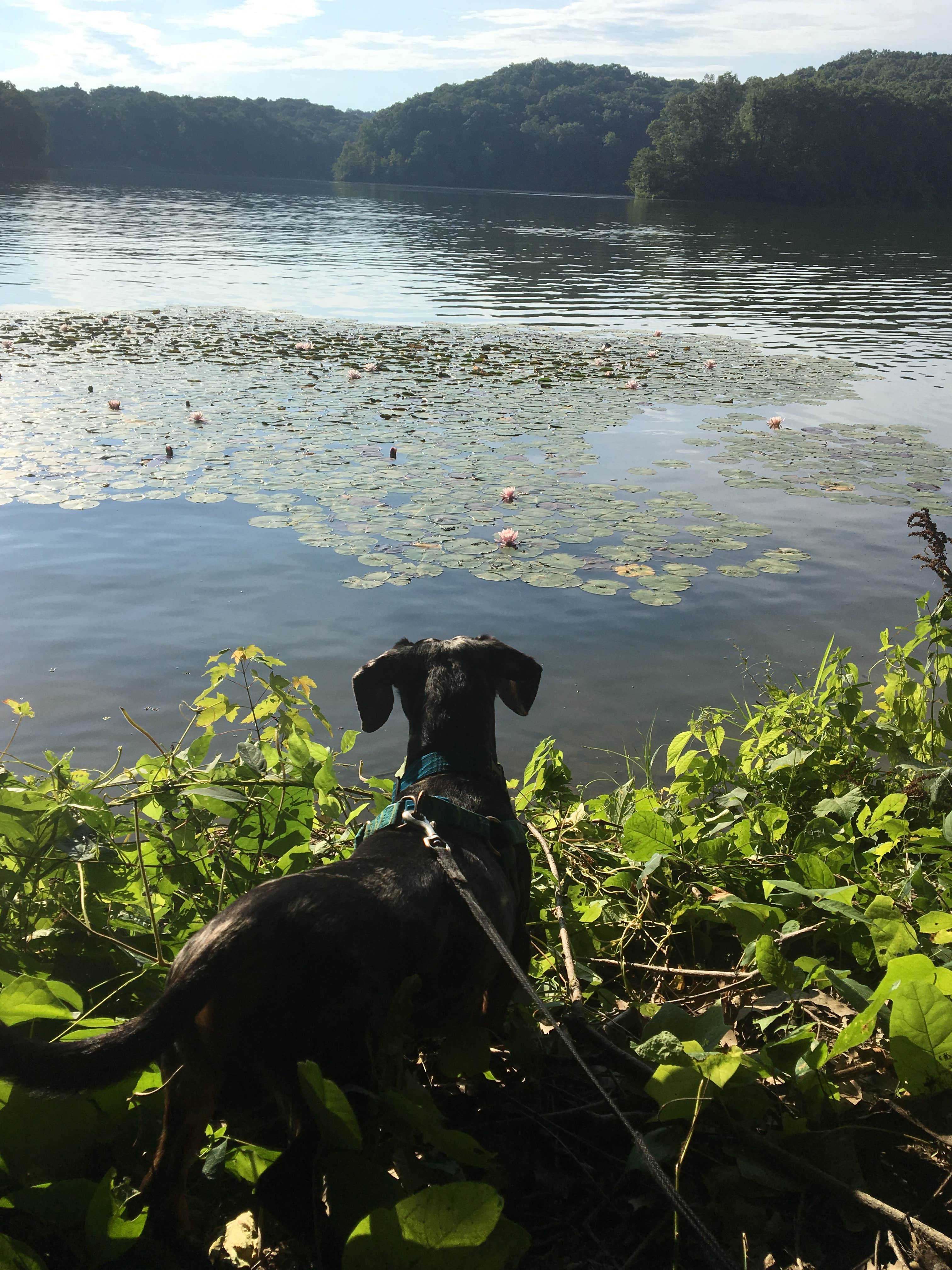 Camper submitted image from Burr Oak State Park Campground - 2