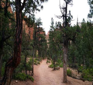Camper-submitted photo from North Campground — Bryce Canyon National Park