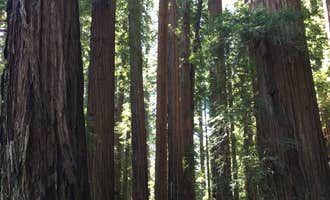 Camping near Redwoods River Resort & Campground: Richardson Grove State Park Campground, Piercy, California