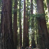 Review photo of Richardson Grove State Park Campground by Jessica B., July 8, 2017