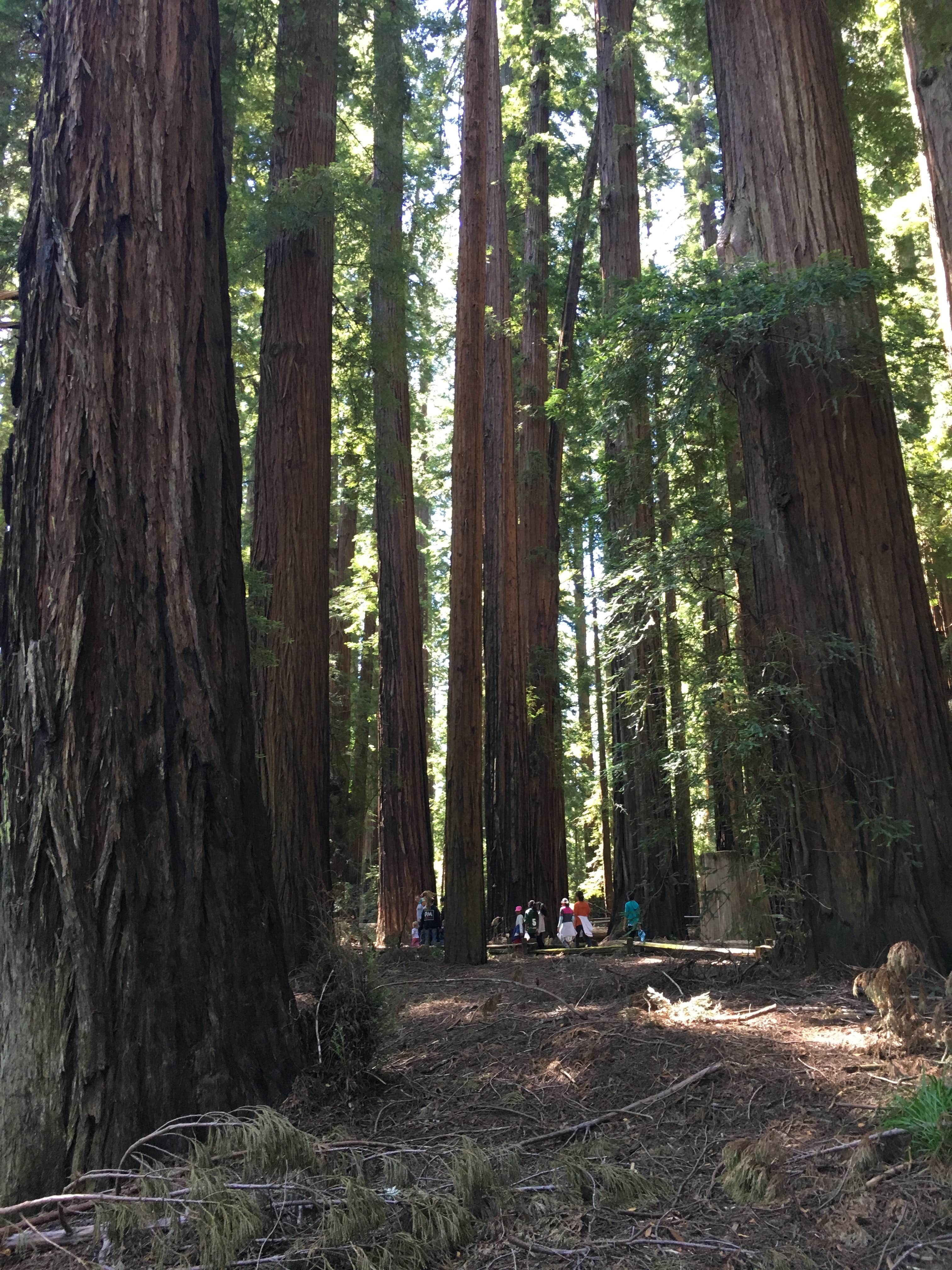 Camper submitted image from Richardson Grove State Park Campground - 1