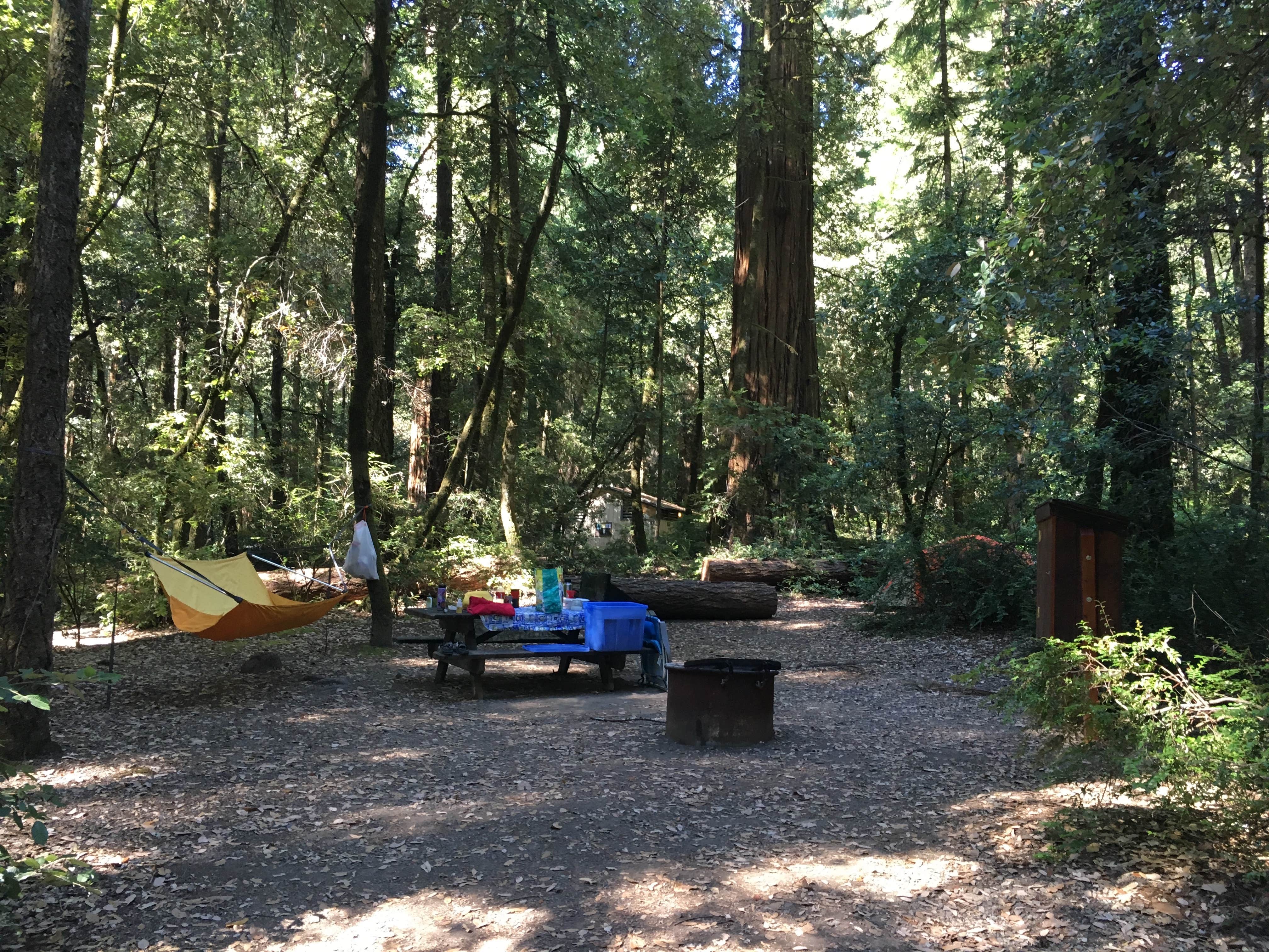Camper submitted image from Richardson Grove State Park Campground - 3