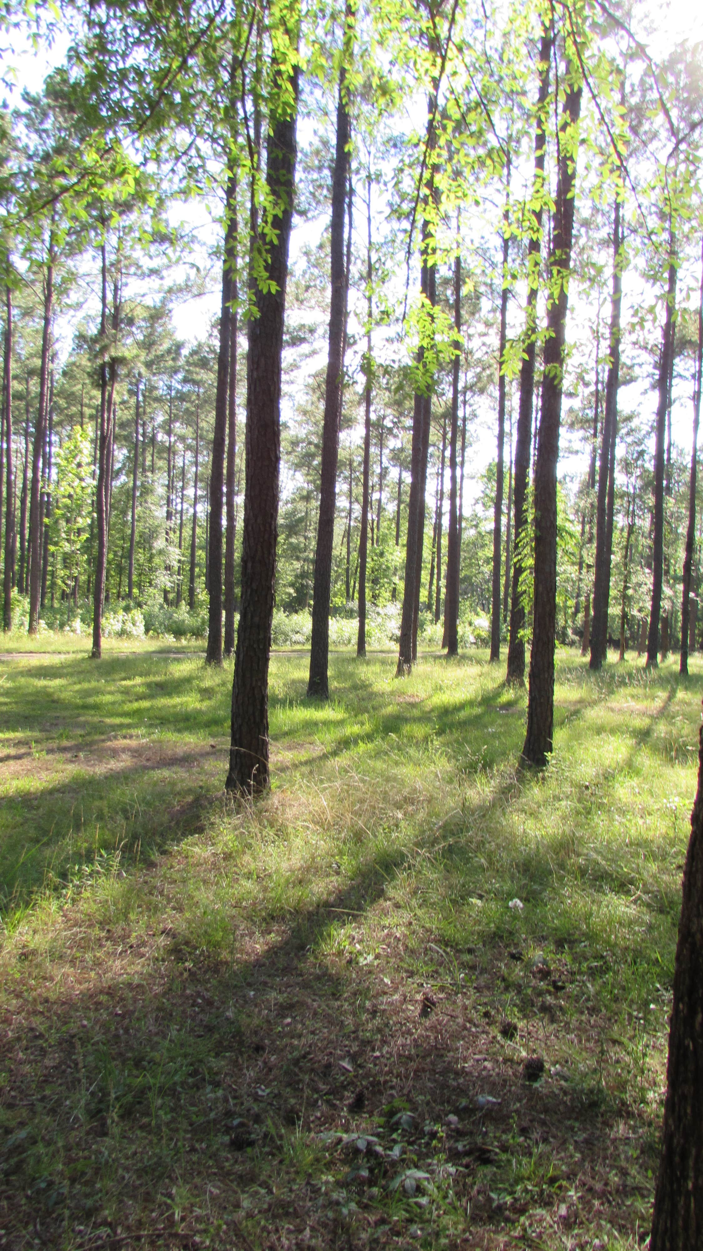 Camper submitted image from Towns Bluff Park - 2