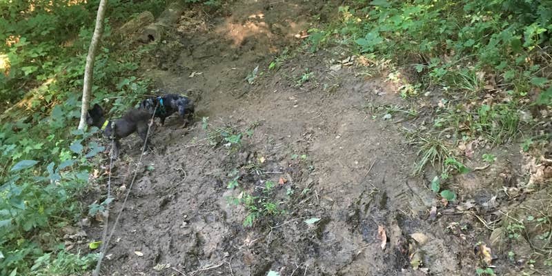 Camper submitted image from Burr Oak State Park Campground