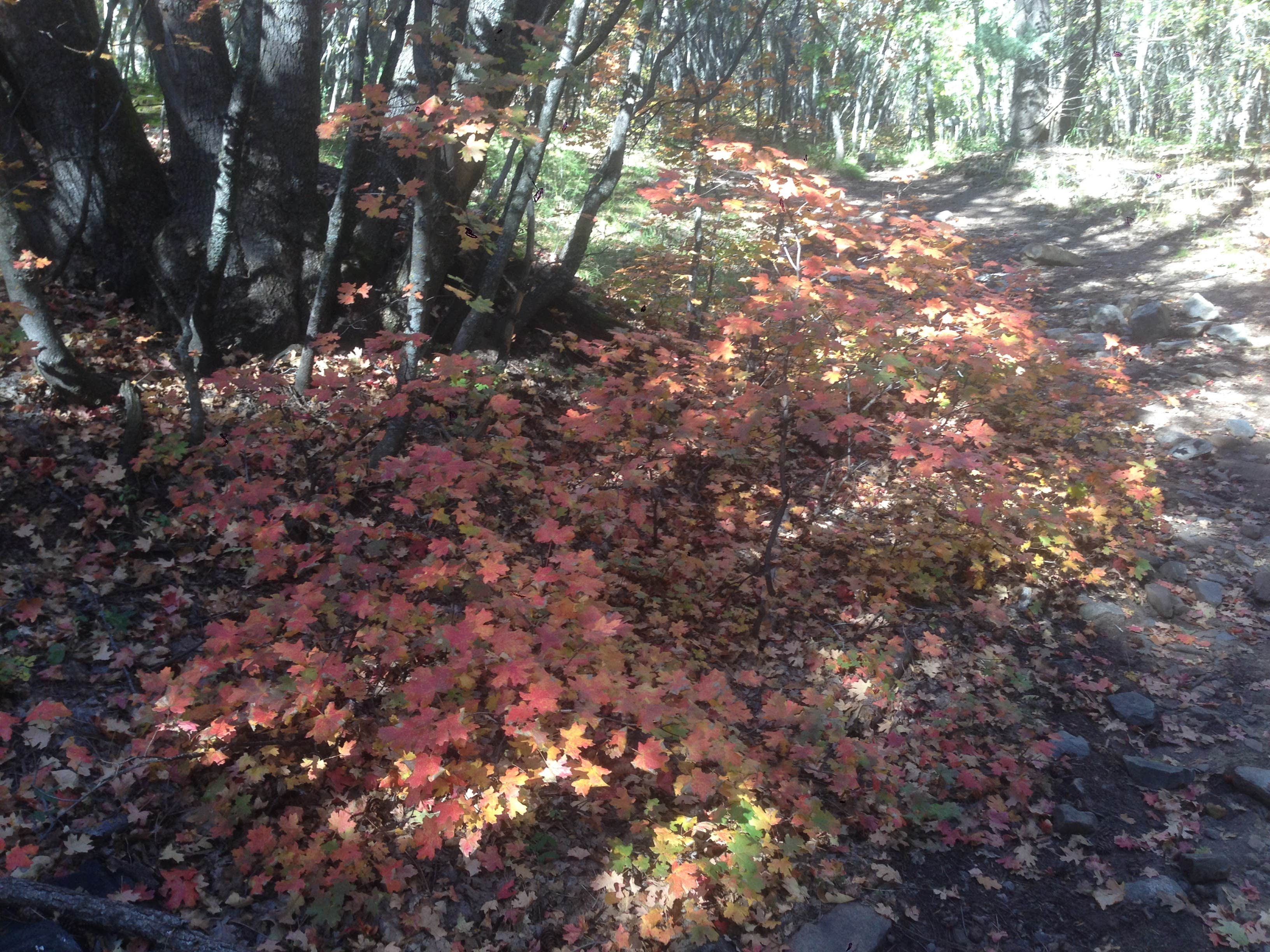 Nature