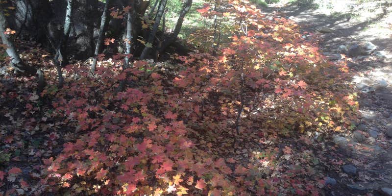 Camper submitted image from Fourth of July Campground