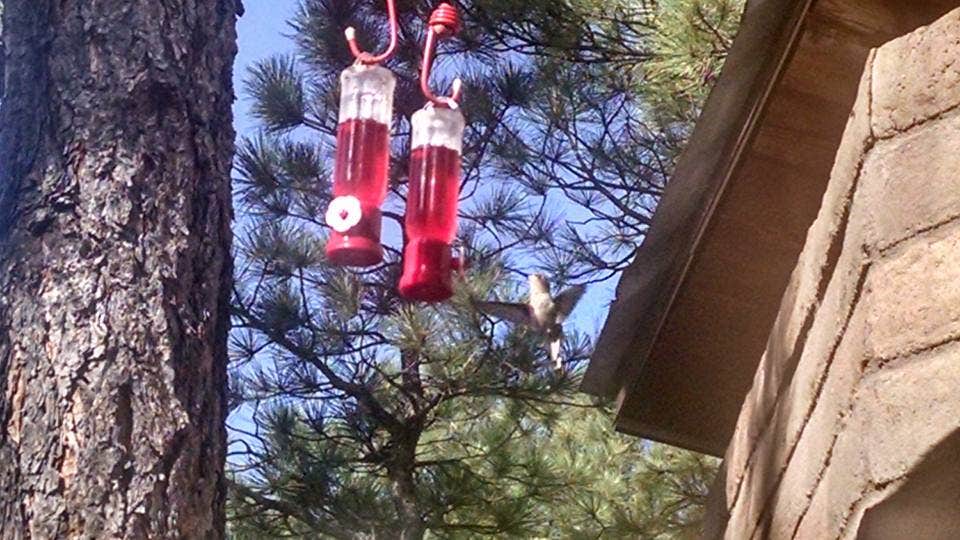 Camper-submitted photo at Manzano Mountains State Park Campground near Tome, NM