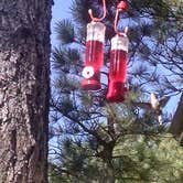 Review photo of Manzano Mountains State Park Campground by David C., July 8, 2017