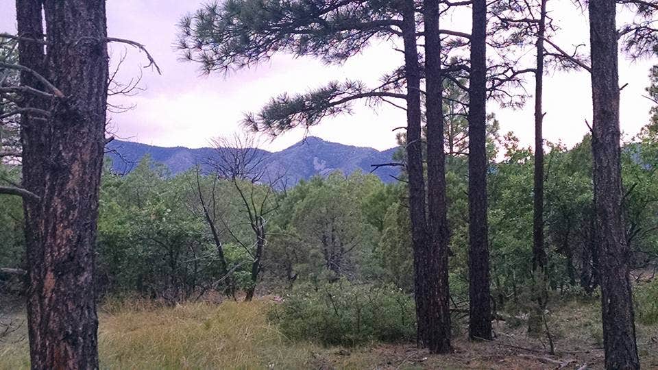 Camper submitted image from Manzano Mountains State Park Campground - 1