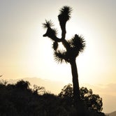 Review photo of Joshua Tree South - BLM Dispersed by Leah W., July 9, 2017