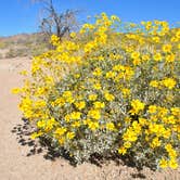 Review photo of Joshua Tree South - BLM Dispersed by Leah W., July 9, 2017