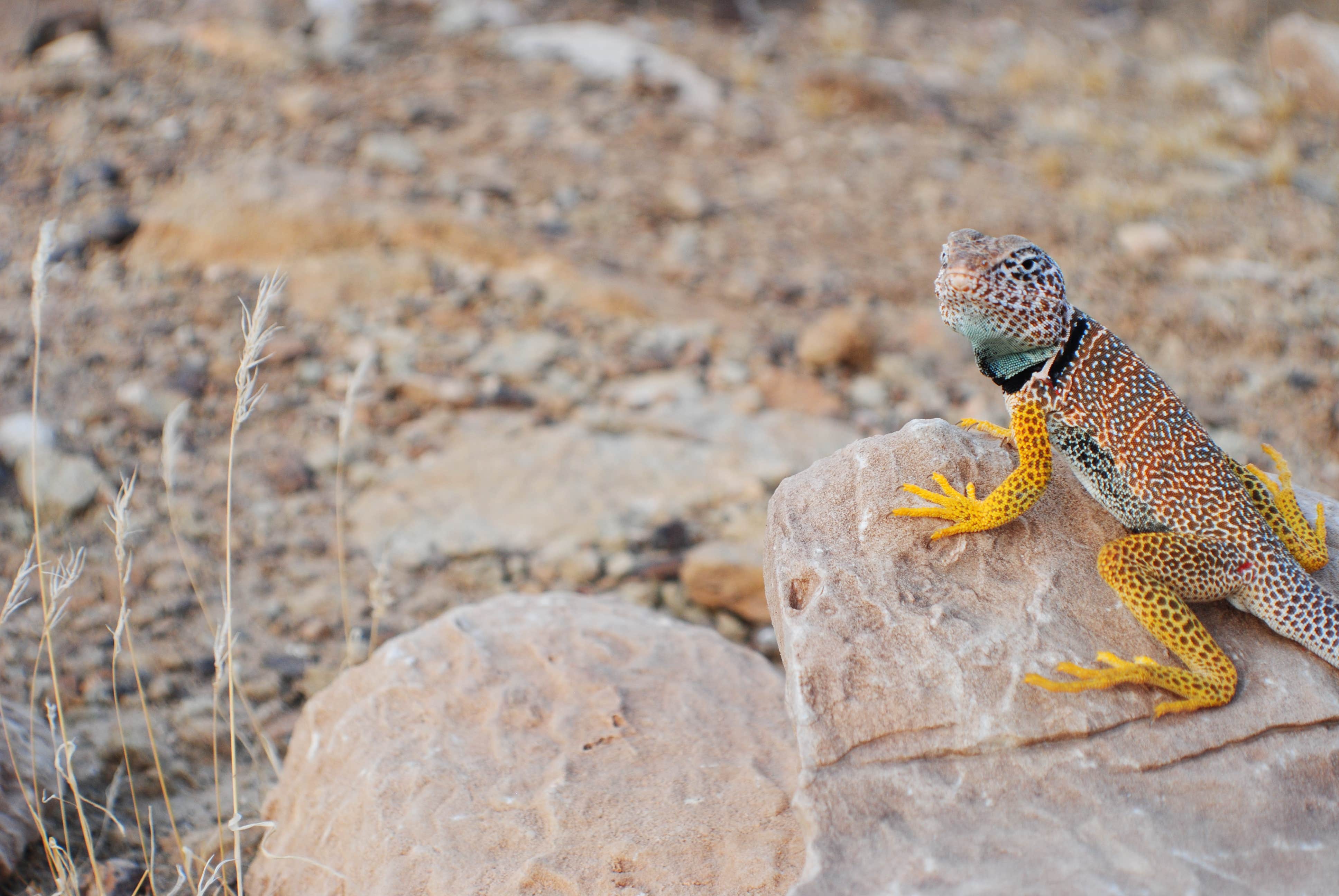 Lizard in camp