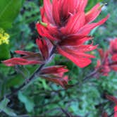 Review photo of Conundrum Hot Springs Dispersed Campgrounds by Delaney A., July 9, 2017