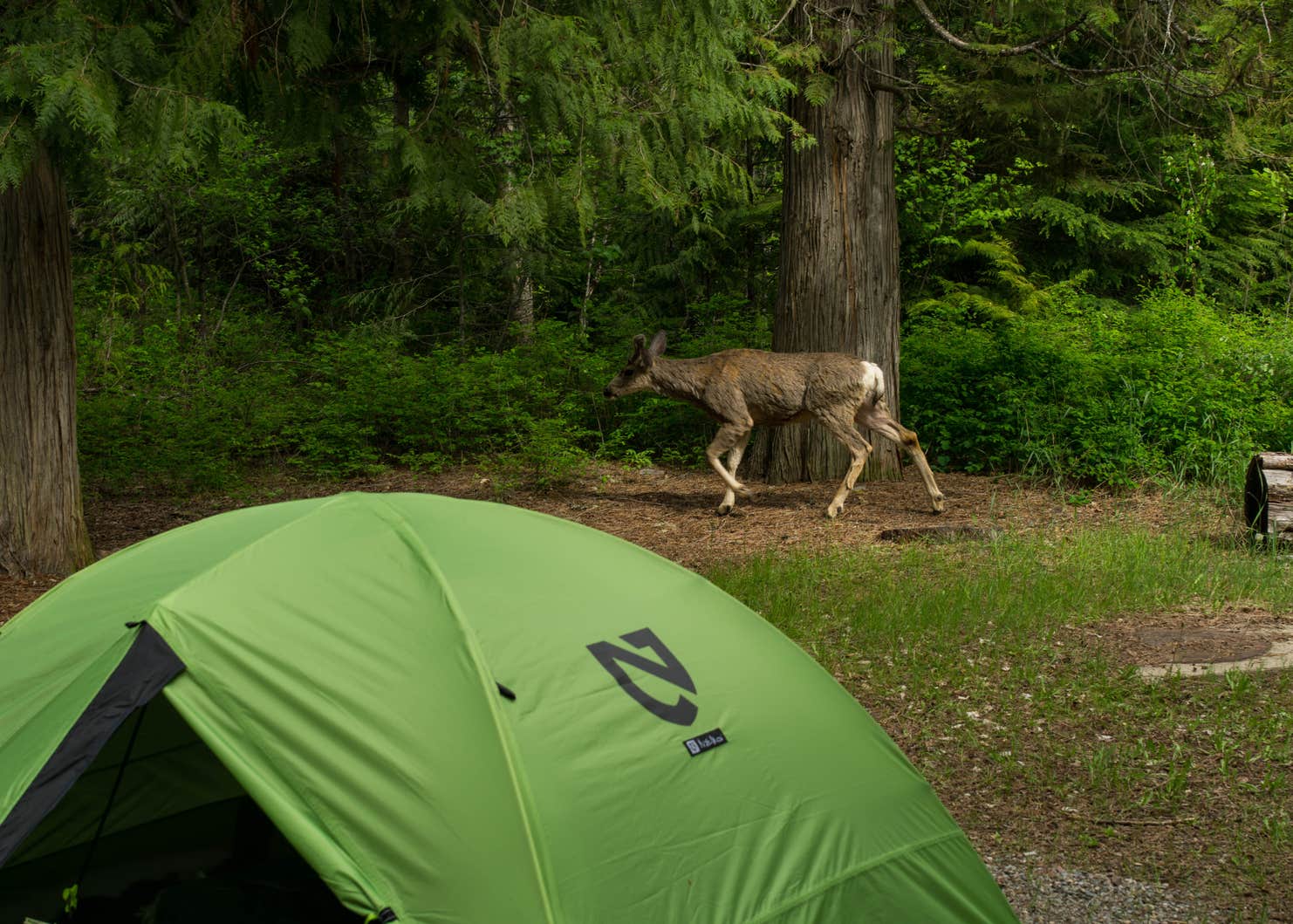 Sprague Creek Campground Camping The Dyrt