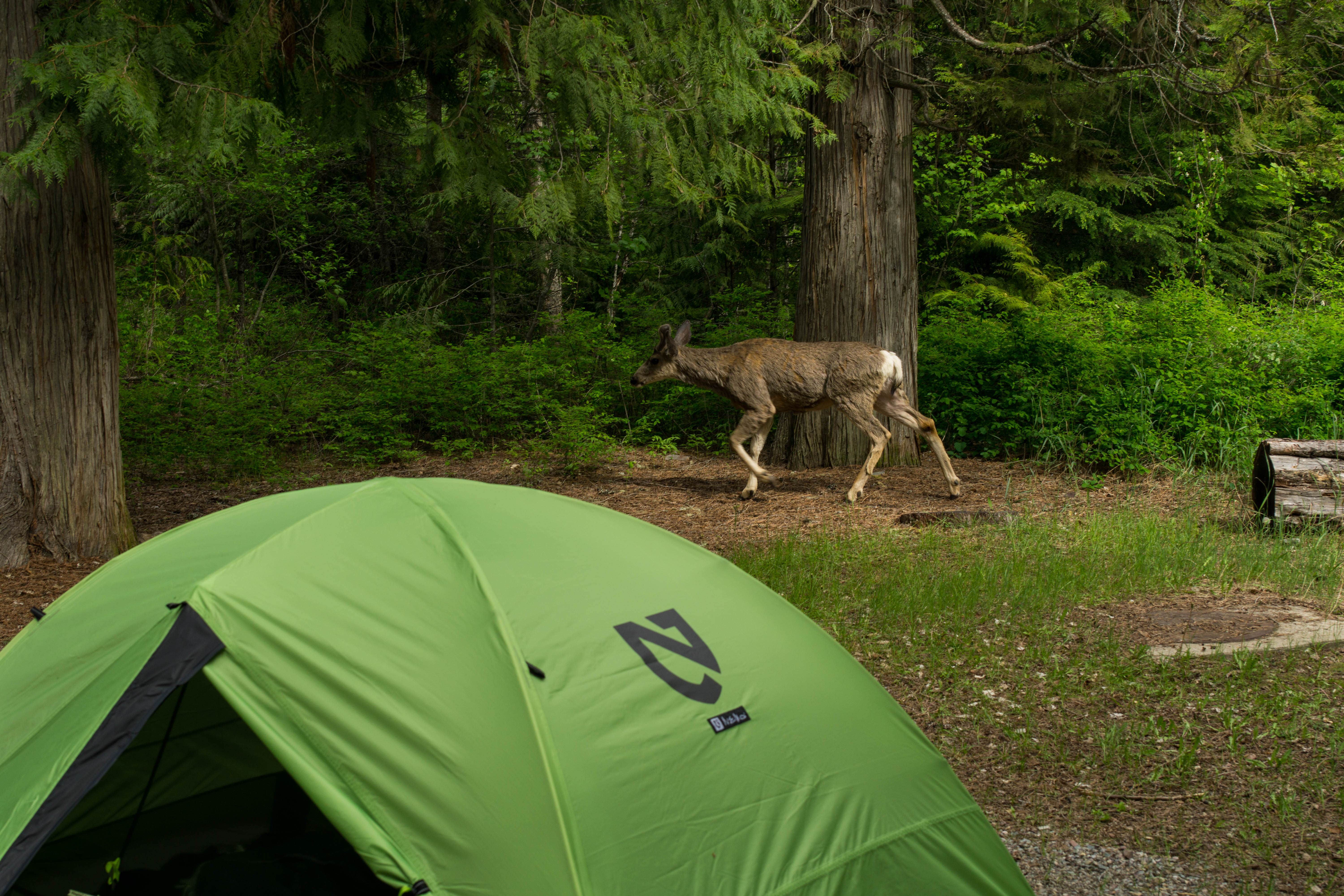 Camper submitted image from Sprague Creek Campground — Glacier National Park - 5
