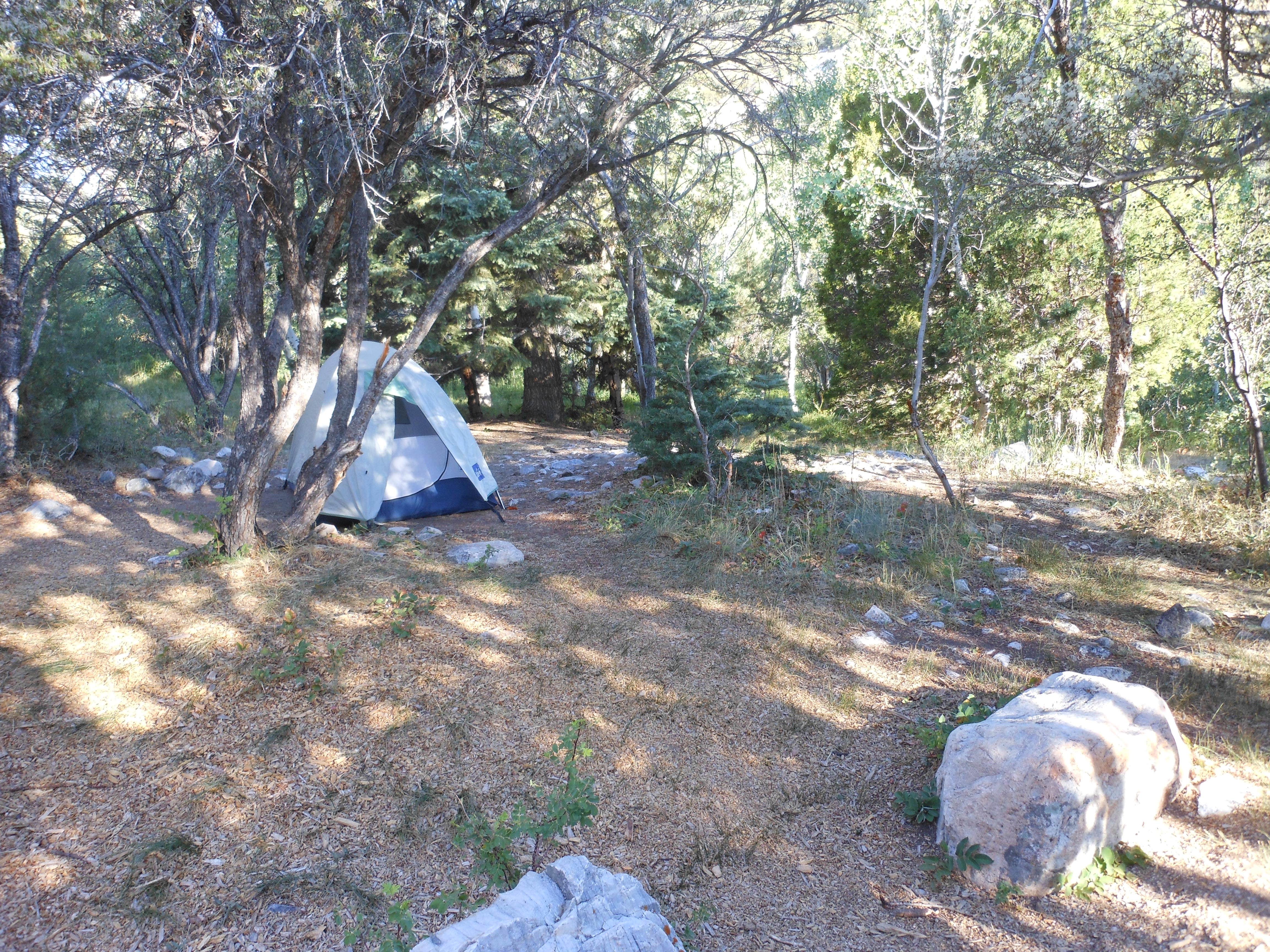 Amanda D.'s photo at Upper Lehman Creek Campground — Great Basin National Park near Ruth, NV