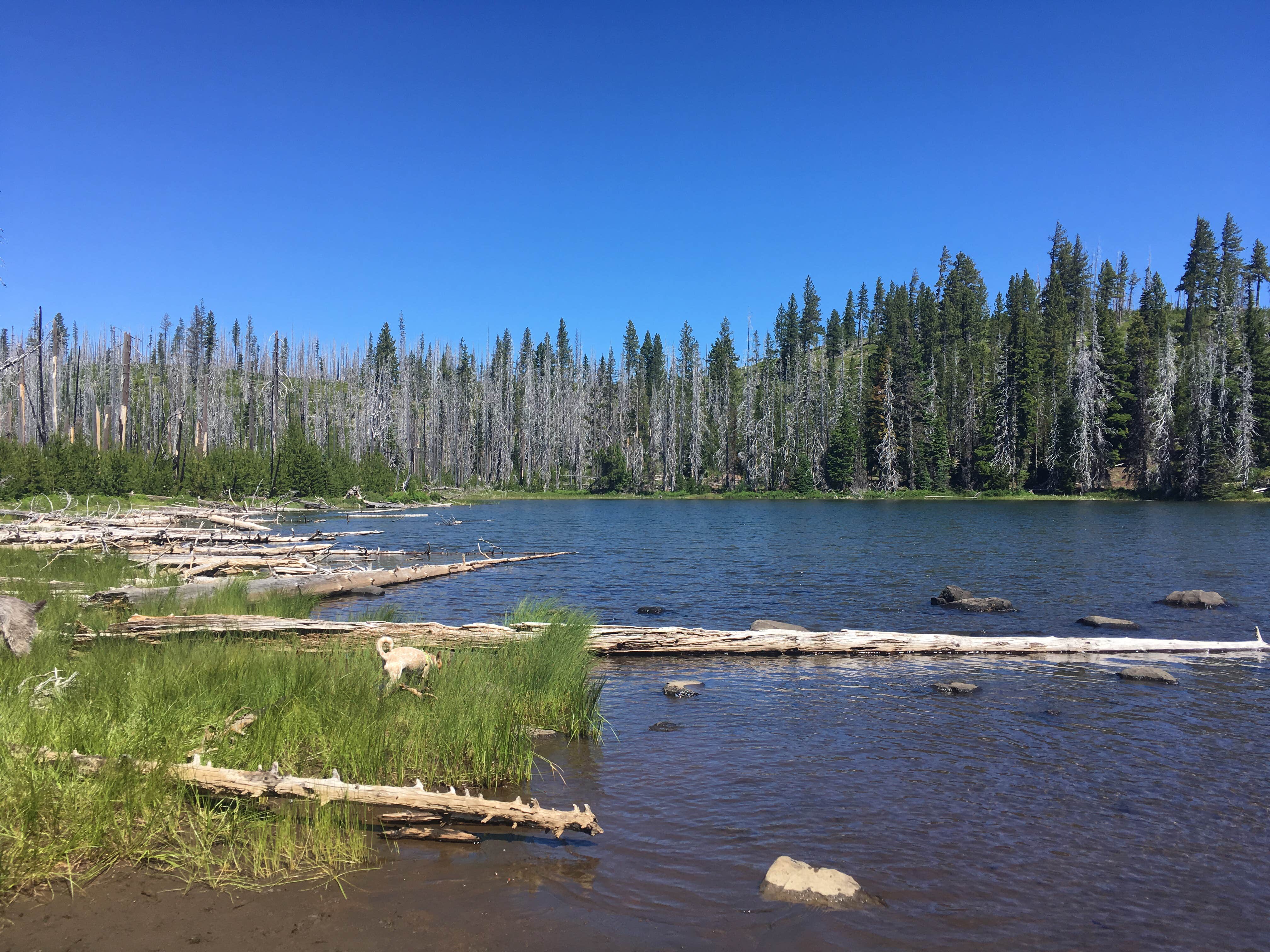 Camper-submitted photo at Jack Lake Campground near Camp Sherman, OR