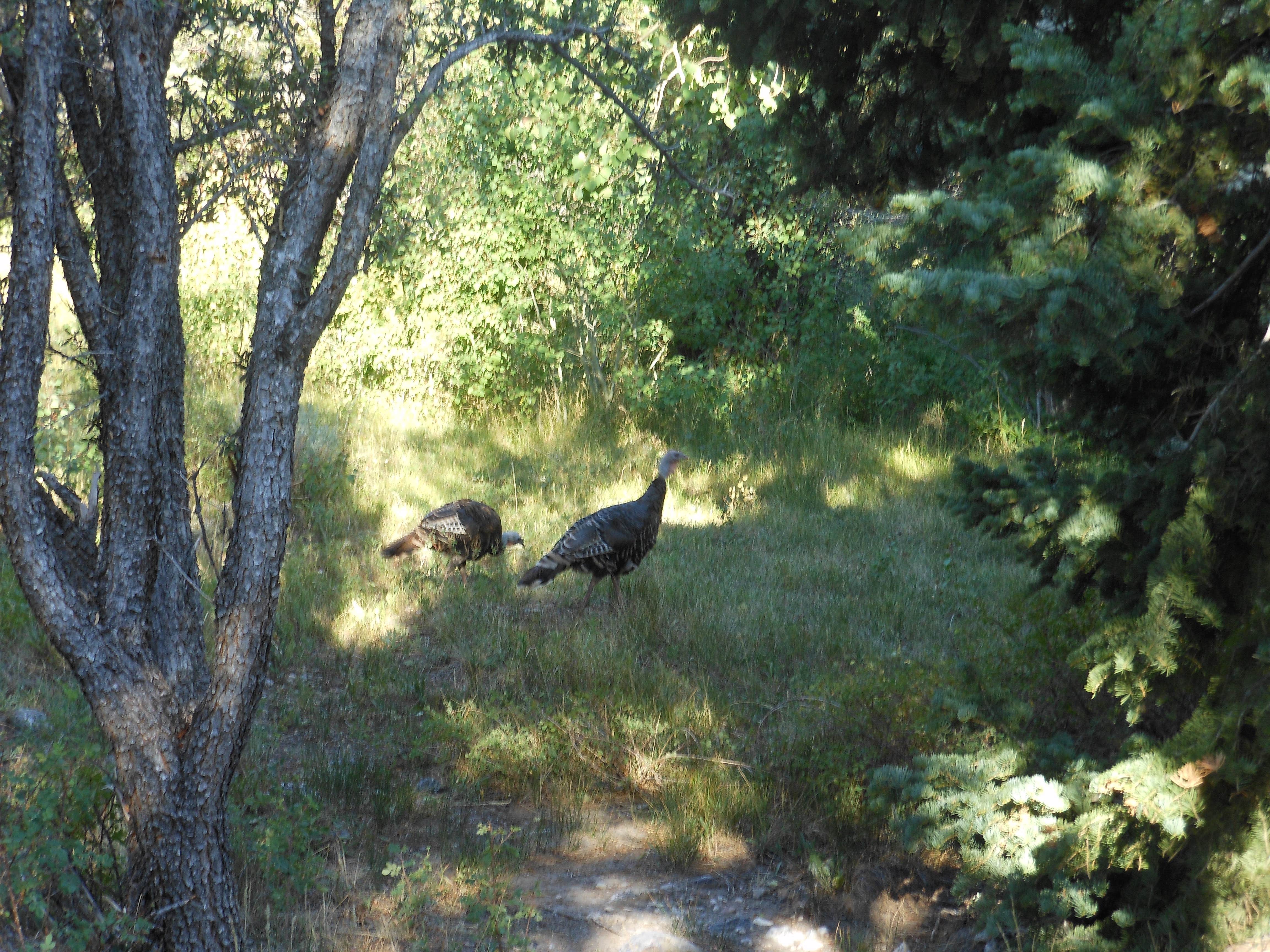 Upper Lehman Creek Campground — Great Basin National Park