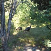 Review photo of Upper Lehman Creek Campground — Great Basin National Park by Amanda D., June 25, 2016