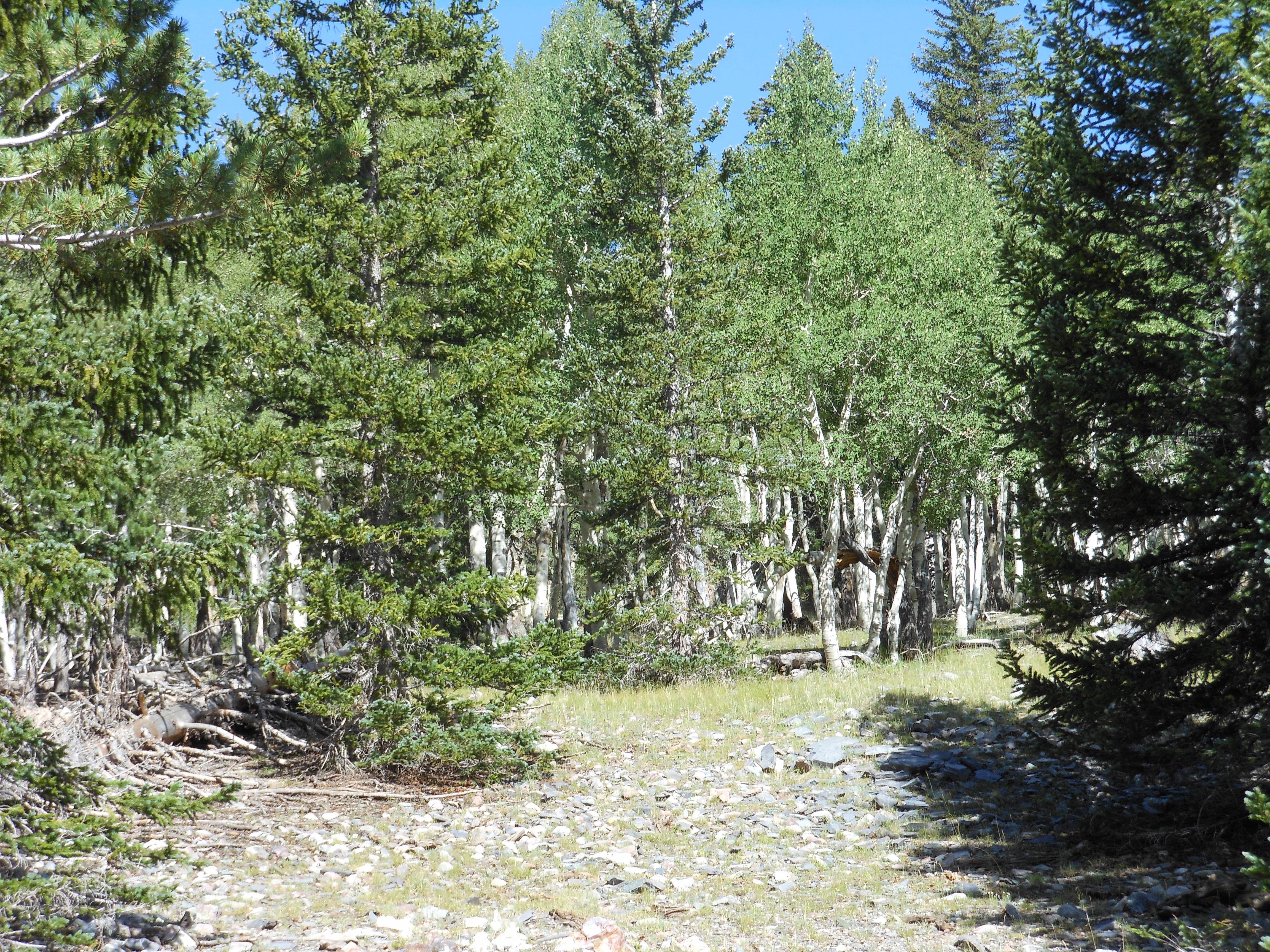 Upper Lehman Creek Campground — Great Basin National Park