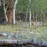 Review photo of Upper Lehman Creek Campground — Great Basin National Park by Amanda D., June 25, 2016