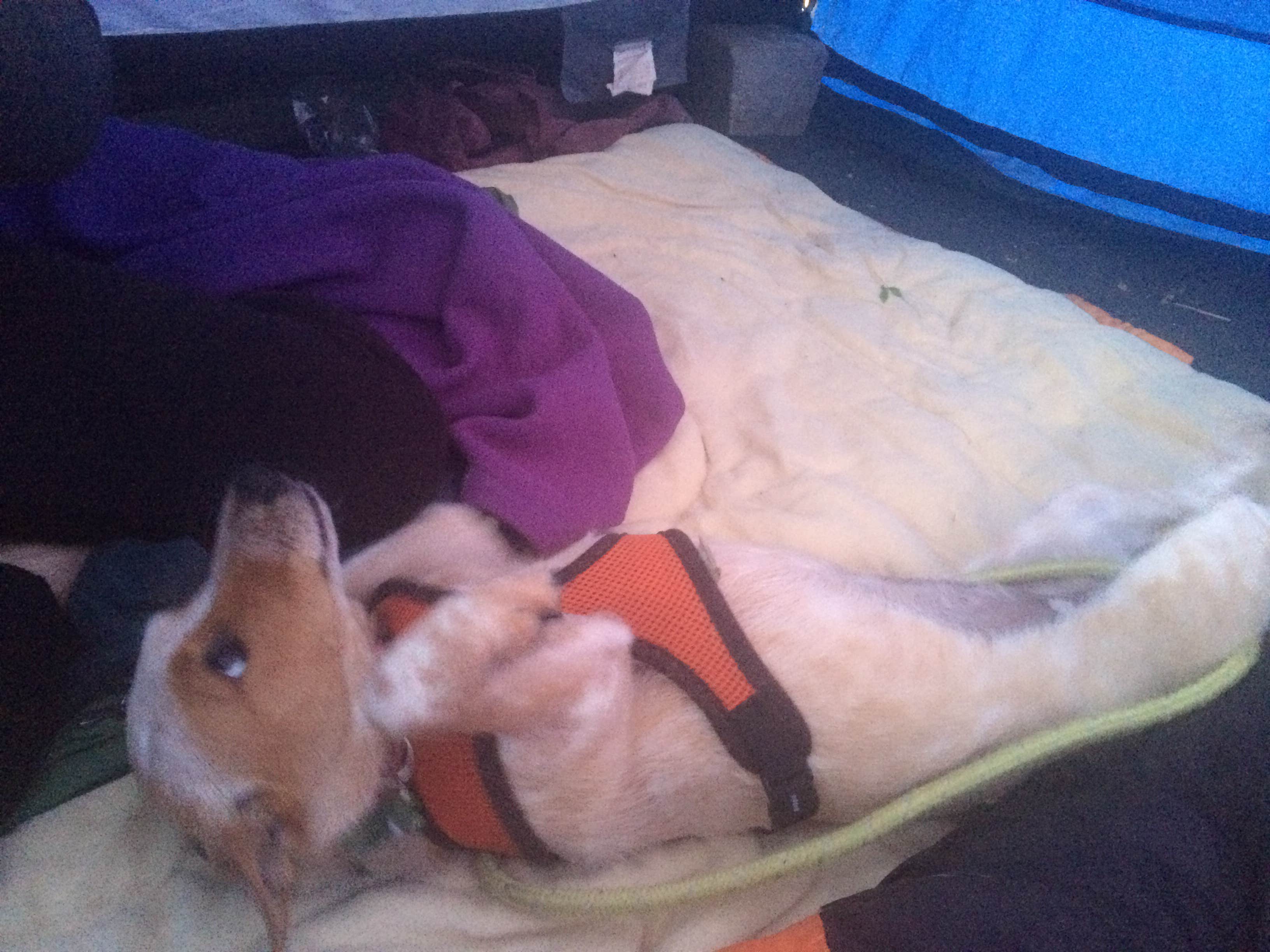 Erin P.'s photo of camping with pets at Mitchell City Park near Central Oregon