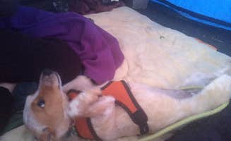 Erin P.'s photo of camping with pets at Mitchell City Park near Central Oregon
