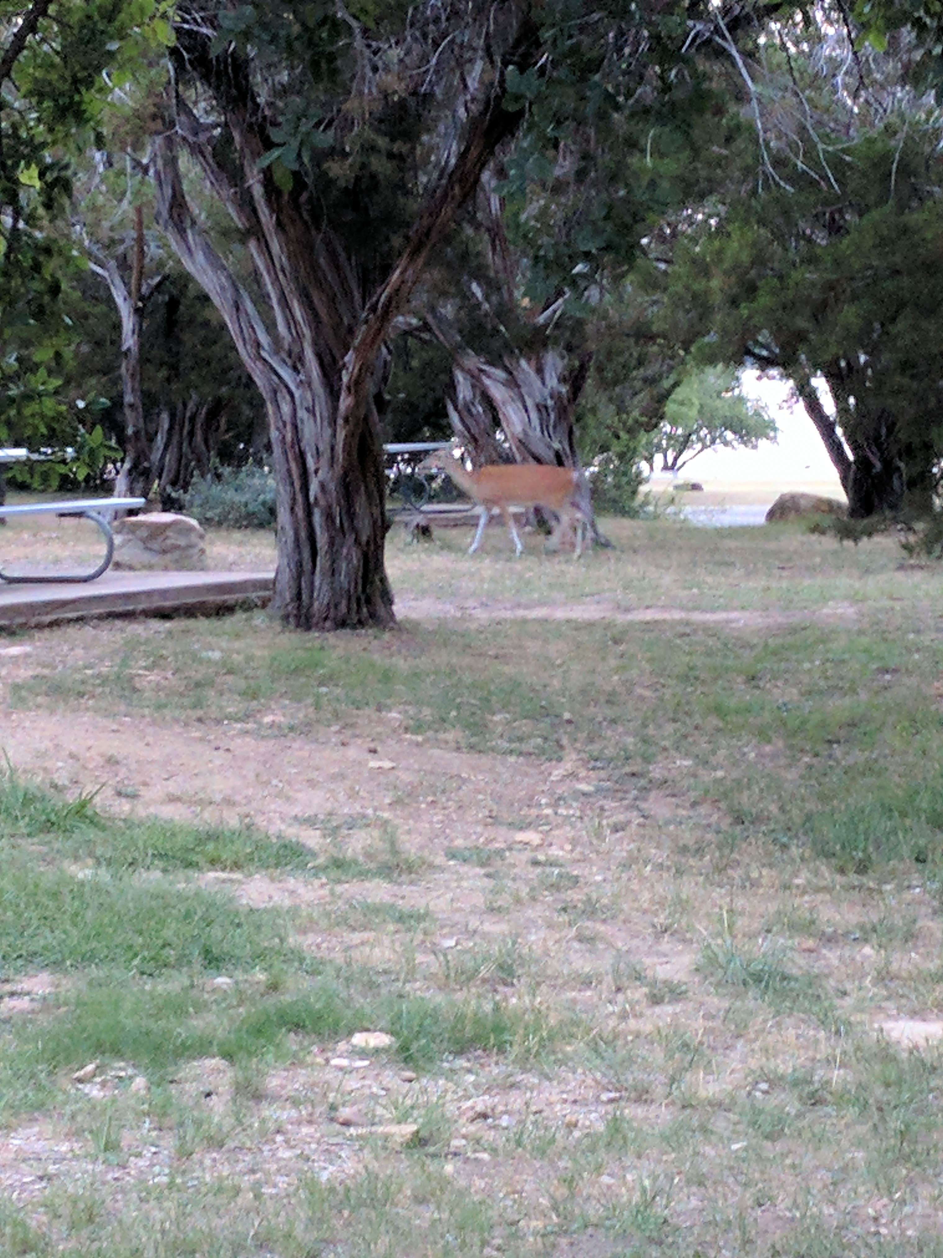 Camper submitted image from Possum Kingdom State Park Campground - 4